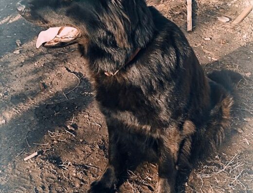 Німецька Вівчарка: Чисто чорні цуценята