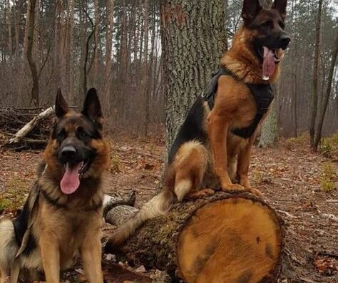 Німецька Вівчарка: Цуценята від робочих чемпіонів