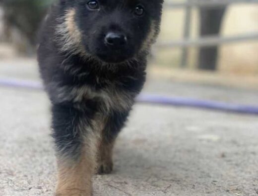 Німецька Вівчарка: Надійний охоронець та член родини