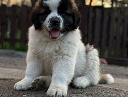 Московська Сторожова: Найкраще цуценя з розплідника