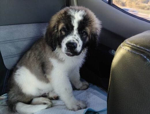 Московська Сторожова: Цуценята від перспективного кобеля