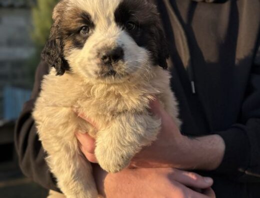 Московська Сторожова: Чистокровні малюки