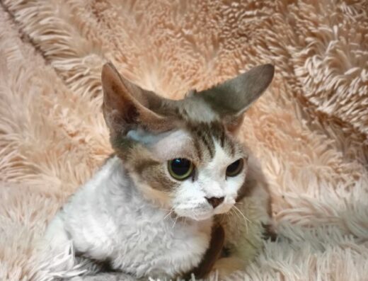 Хлопчик бебифейс девон Рекс 6 місяців