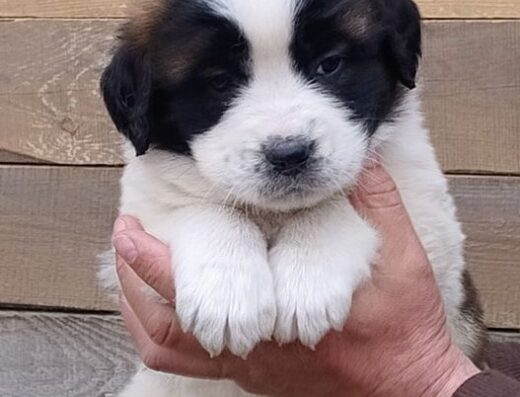 Московська Сторожова: Великі цуценята з міцним кістяком