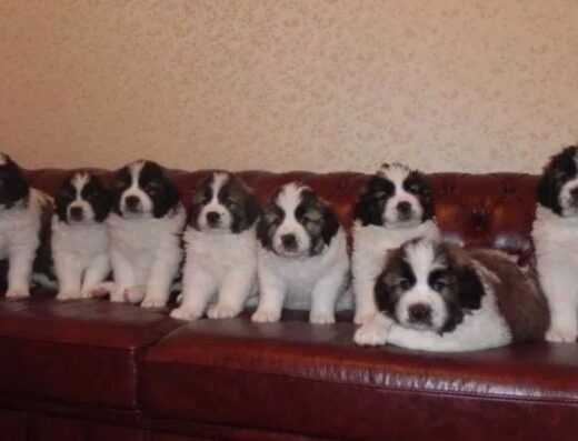 Московська Сторожова: Високопорідні цуценята з розплідника