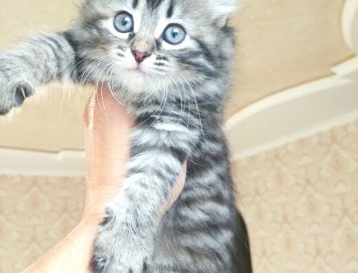 Кошеня сибірської кішки. Породисті кошенята. Найкращий подарунок