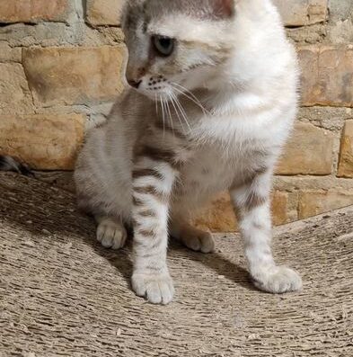 Кошенята породи бенгал + саванна