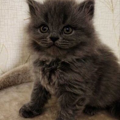 Котенята шотланці