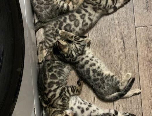 Чистокровние бенгальські котята