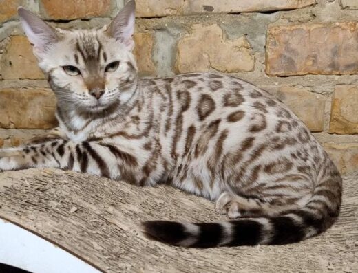 Дівчинка Сніжний Бенгал. Сіл Мінк