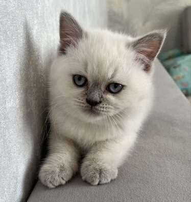 Шотландські прямовухі кошенята