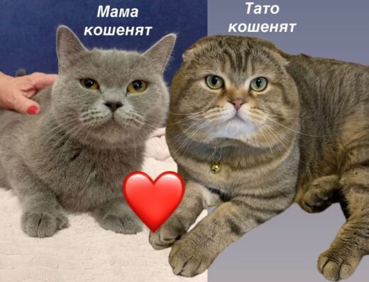 Шотландські висловухі кошенята, малюки вирощені в любові та турботі