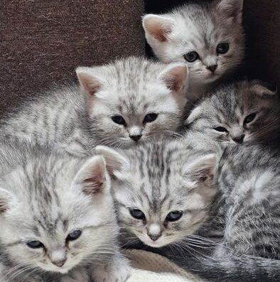 Шотландські кошенята соціалізовані