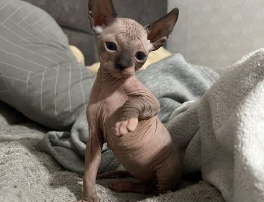 Кошенята донського сфінкса