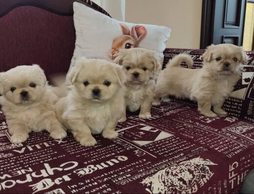 Пекінес: Грайливі та милі малюки у люблячу сім’ю