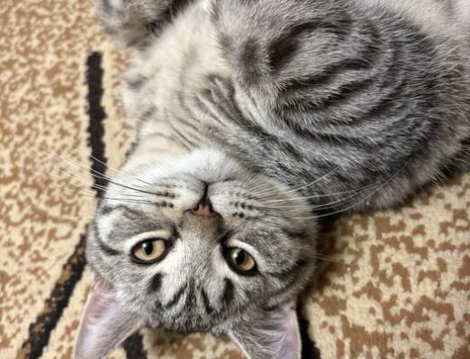 Скоттиш Страйт. Продаємо пародистого котика