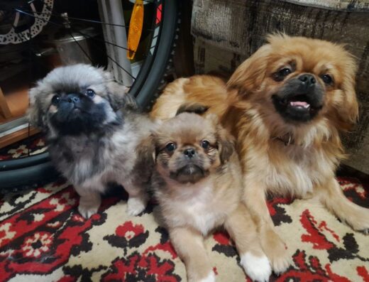 Пекінес: Чарівні хлопчик та дівчинка