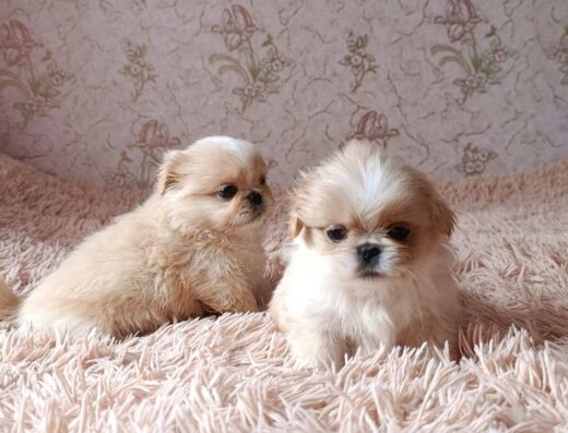 Пекінес: Добрі та грайливі малюки