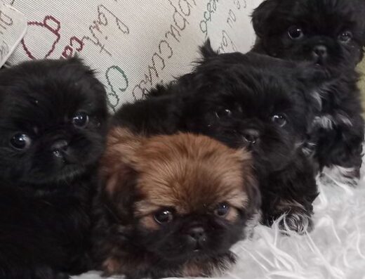 Королівський Пекінес: Грайливі цуценята у люблячу родину