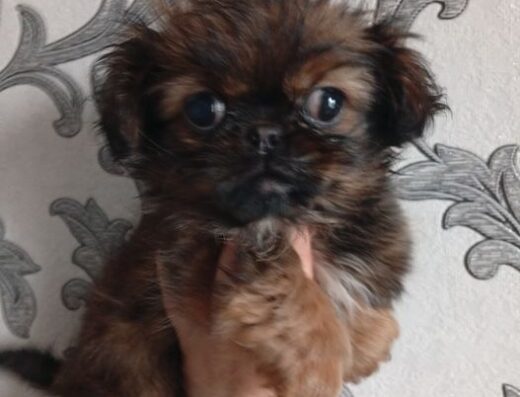 Пекінес: Красиві та грайливі малюки