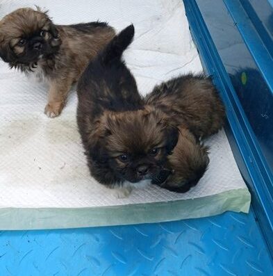 Пекінес: Гарні друзі для дітей та дорослих