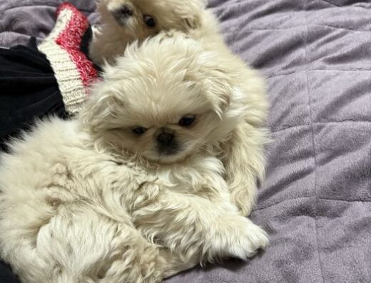 Пекінес: Білосніжні дівчатка для всієї родини