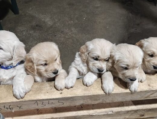 Голдън ретривър/Golden retriever