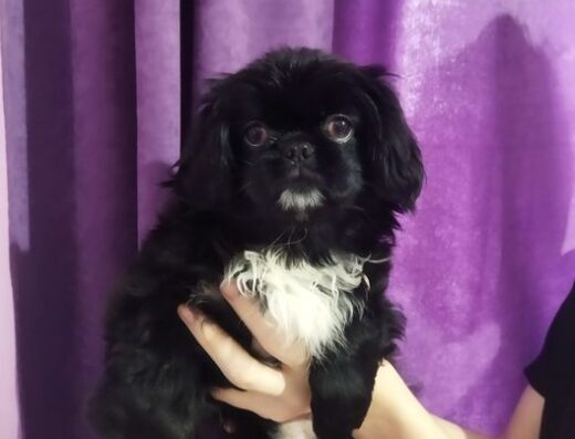 Пекінес: Чистокровна дівчинка з ветеринарним паспортом