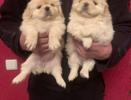 Пекінес: Білосніжні малюки чекають на вас