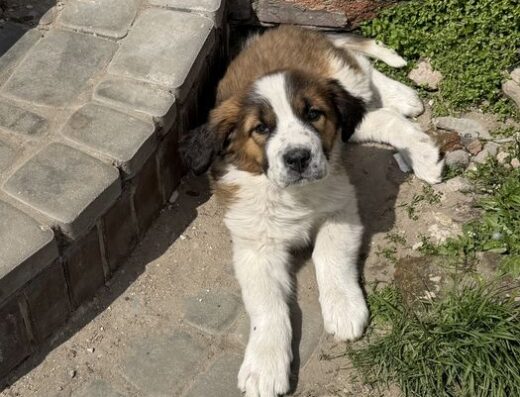 Московська Сторожова: Активна та пильна дівчинка