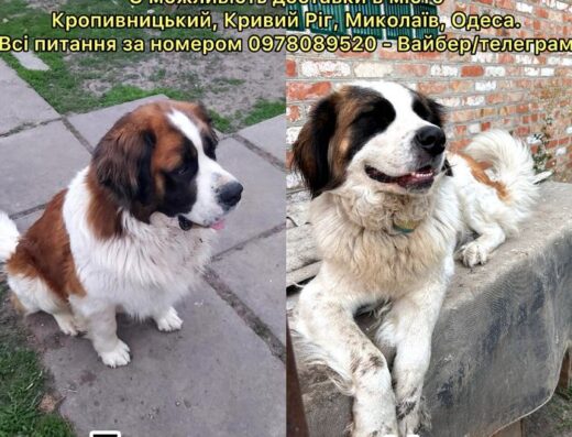 Московська Сторожова: Здорові та активні цуценята