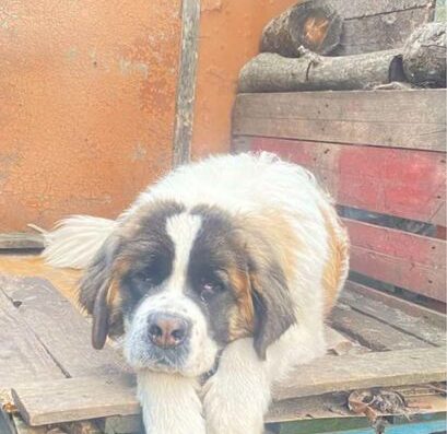 Московська Сторожова: Підрощені дівчинка з охоронними якостями