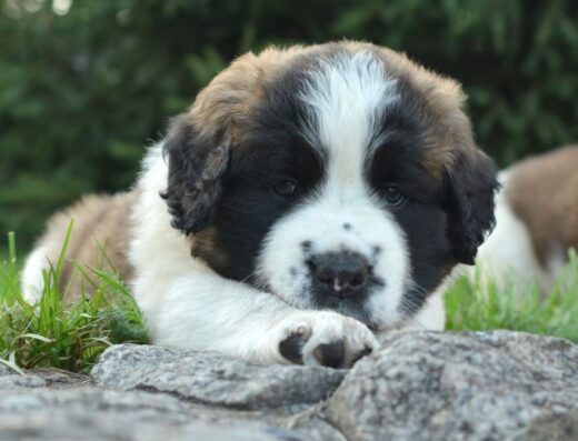 Московська Сторожова: Клубні цуценята з родоводом КСУ/FCI