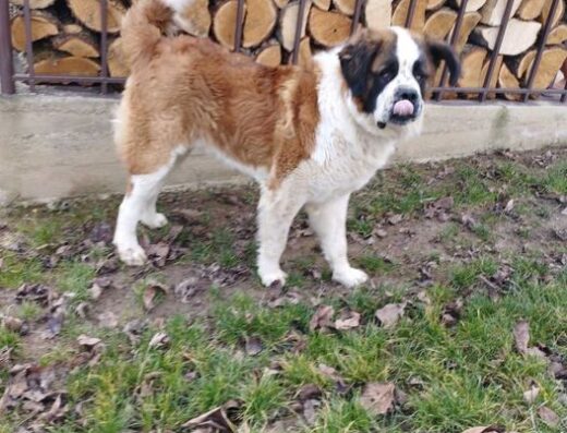 Московська Сторожова: Вірний друг у хороші руки