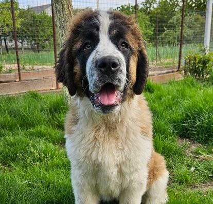 Московська Сторожова: Дівчинка шукає люблячу родину