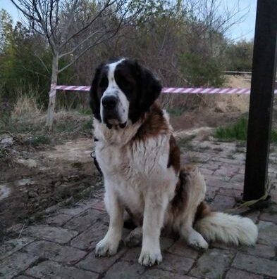 Московська Сторожова: Високопородні дівчинка з родоводом КСУ