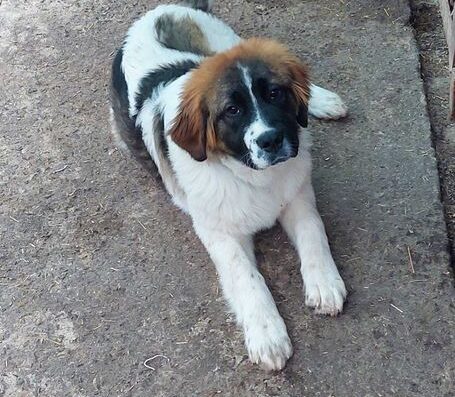 Московська Сторожова: Лагідна дівчинка та надійний охоронець