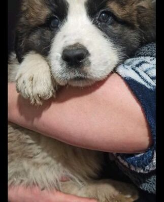 Московська Сторожова: Чистокровні цуценята від великих батьків