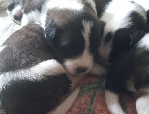 Московська Сторожова: Надійні охоронці та вірні компаньйони