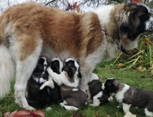 Московська Сторожова: Цуценята з доставкою по регіонах
