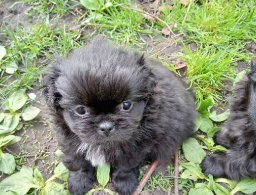 Пекінес: Чарівні дівчатка від білої мами та чорного тата