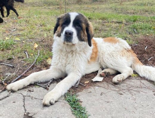 Московська Сторожова: Активна дівчинка та надійний охоронець