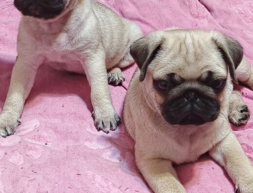 Мопс: Грайливі хлопчики шукають люблячу родину