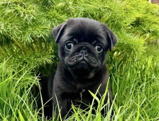 Мопс: Чарівна чорна дівчинка