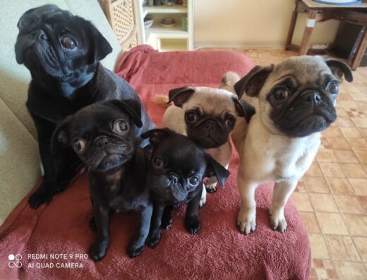 Мопс: Клубні цуценята від титулованих батьків