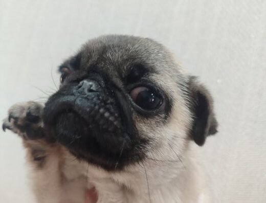 Мопс: Маленька принцеса шукає домівку