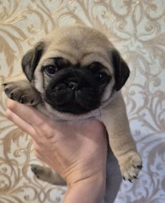 Мопс: Чистокровні малюки шукають родину