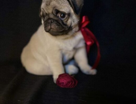 Мопс: Компактний бежевий хлопчик