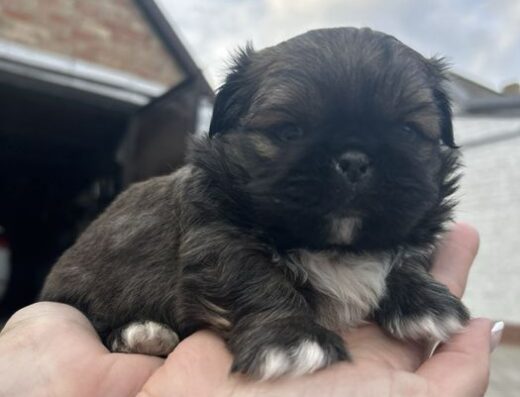 Пекінес: Мініатюрні малюки готові до бронювання