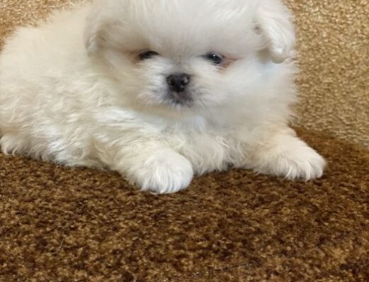 Королівський Пекінес: Білосніжний пухнастий красень